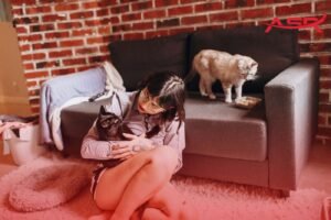 7 Proven Tips for Moving With Cats Without Anxiety